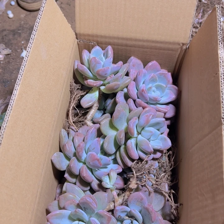 小奥普琳娜装（包邮不包损）