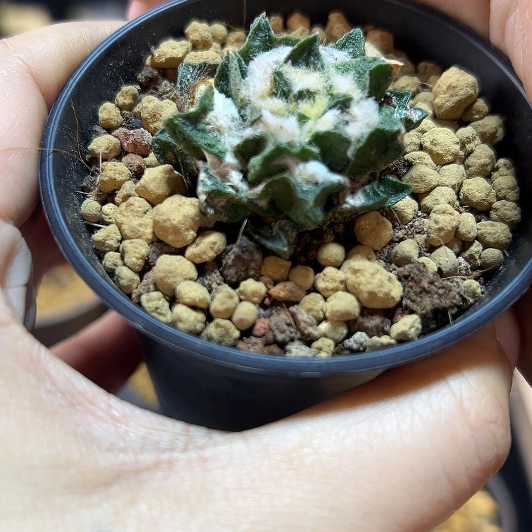 自根短尤龙角牡丹带盆3公分小老皮