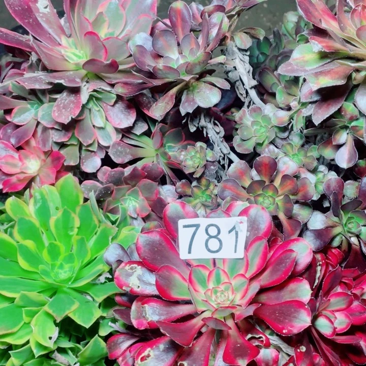 多肉植物组合781