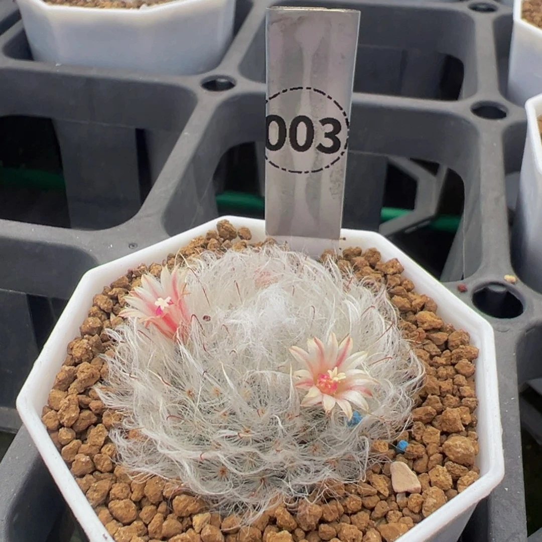 003实生根白云高砂多肉植物带盆土