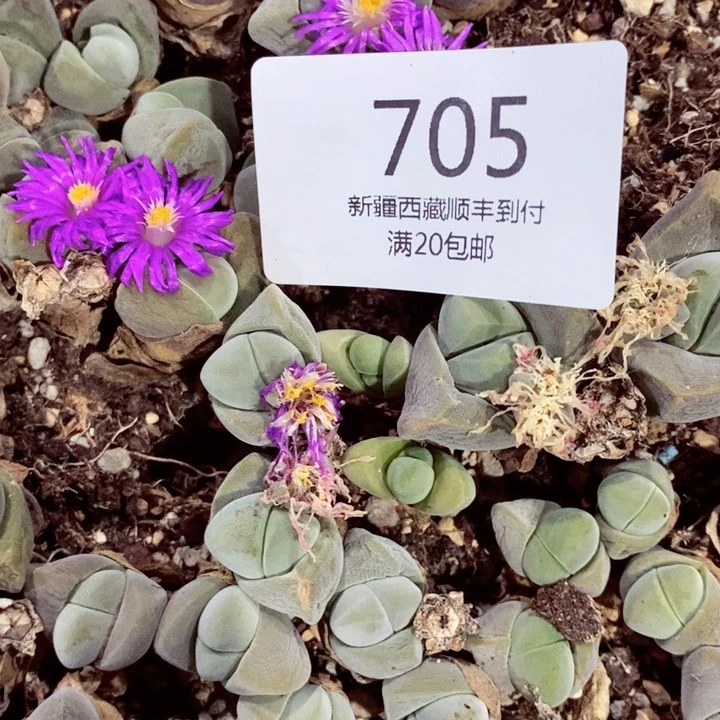 M****）我是一只小小鸟地域鬼的705