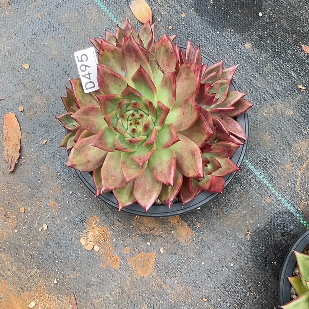 若如东云组拍D495