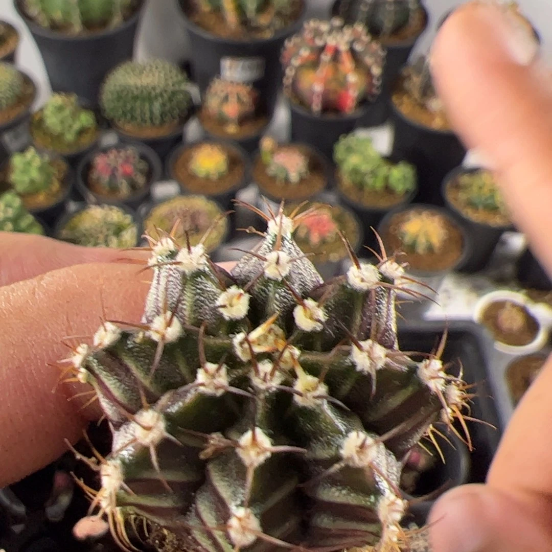 当前无花栽培后可以开花039