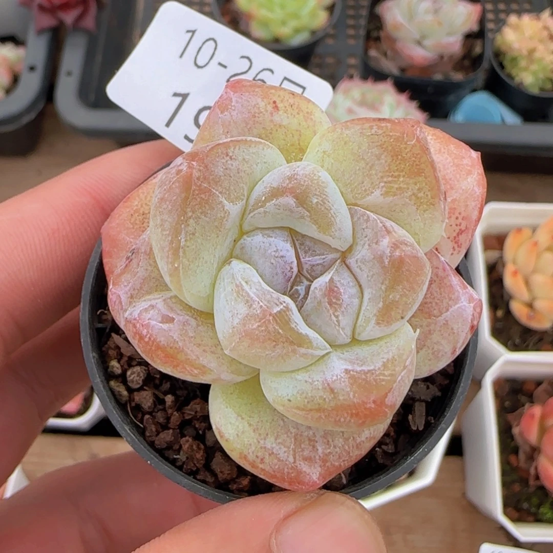 冰玉石化老桩一颗脱土