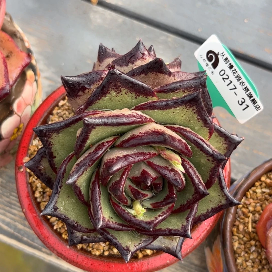 多肉一物一拍0217-31