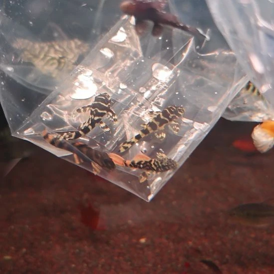 工具鱼白边，皇马，600-397-333-寸3/4 /136