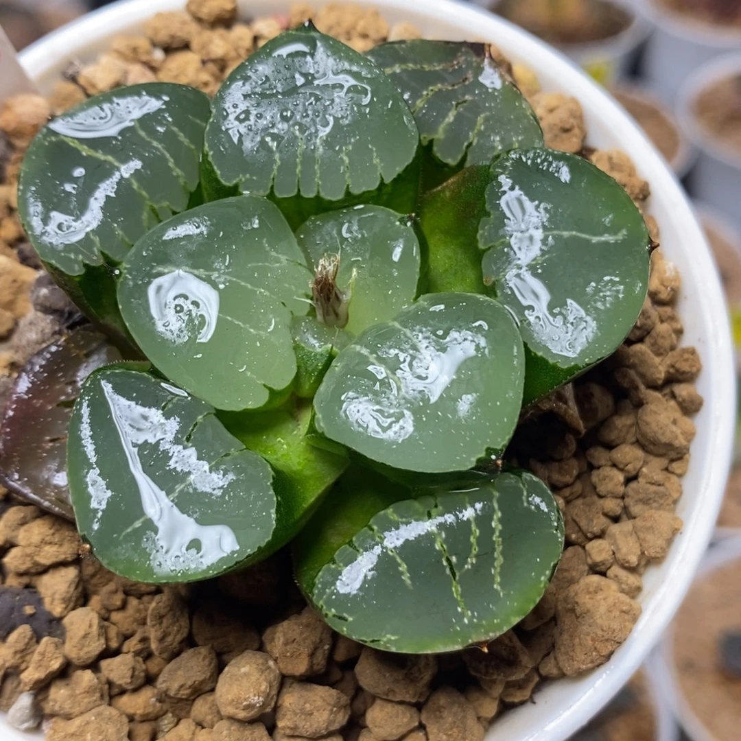 776姬翠寿一物一拍