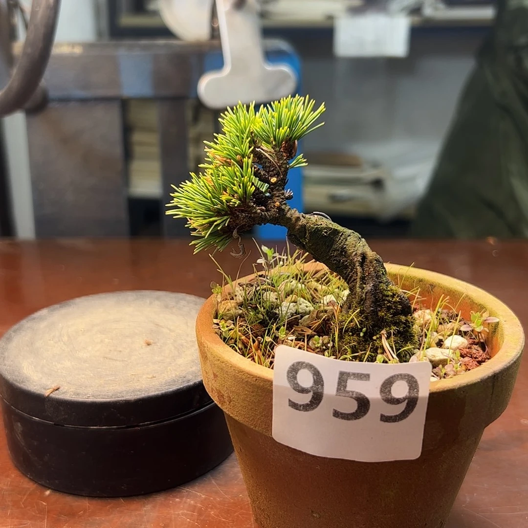 无花朵健健康康快快乐乐