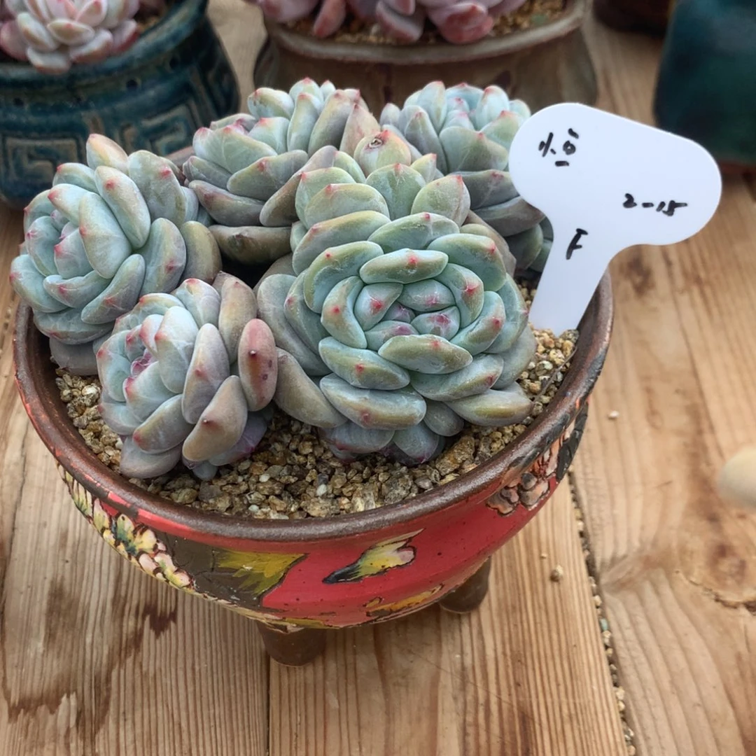 小****鱼小鱼突尼斯发货多肉