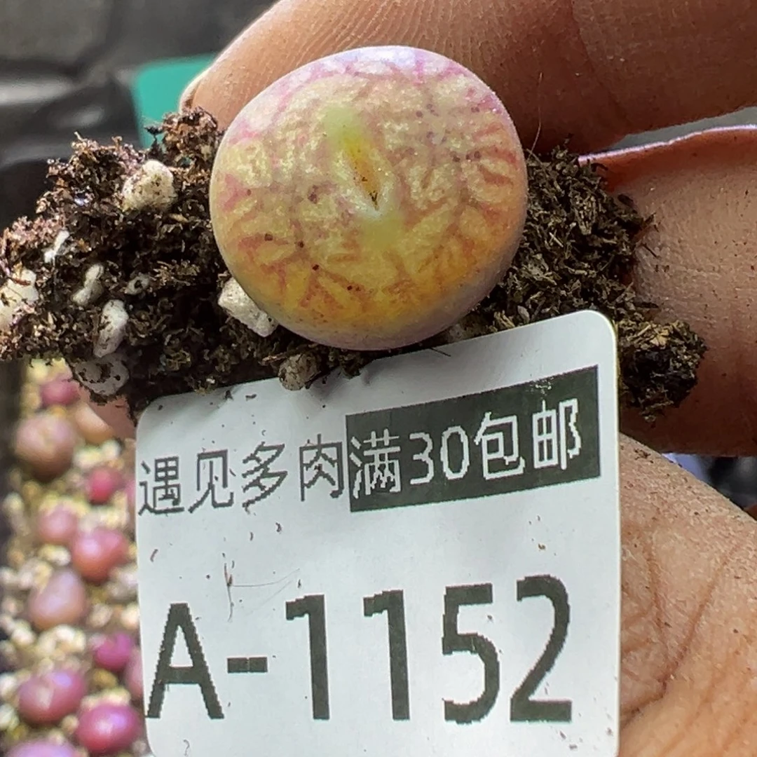 多肉植物1111111111111111