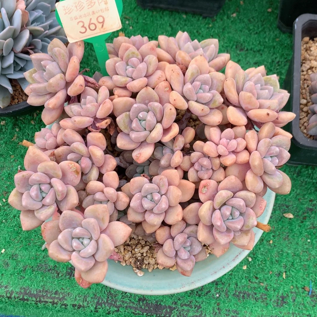 克洛伊平头一物一拍