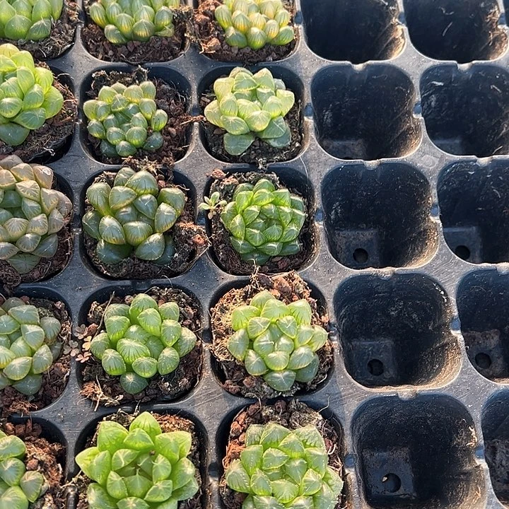 直播福利一物一拍29