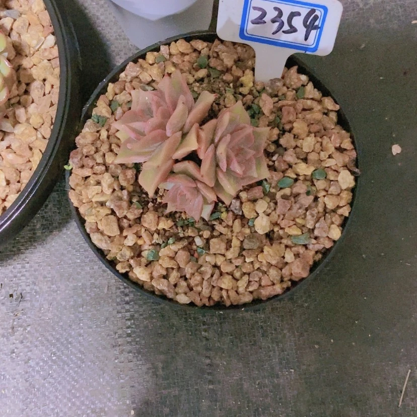 【闪购商品】宇*2354