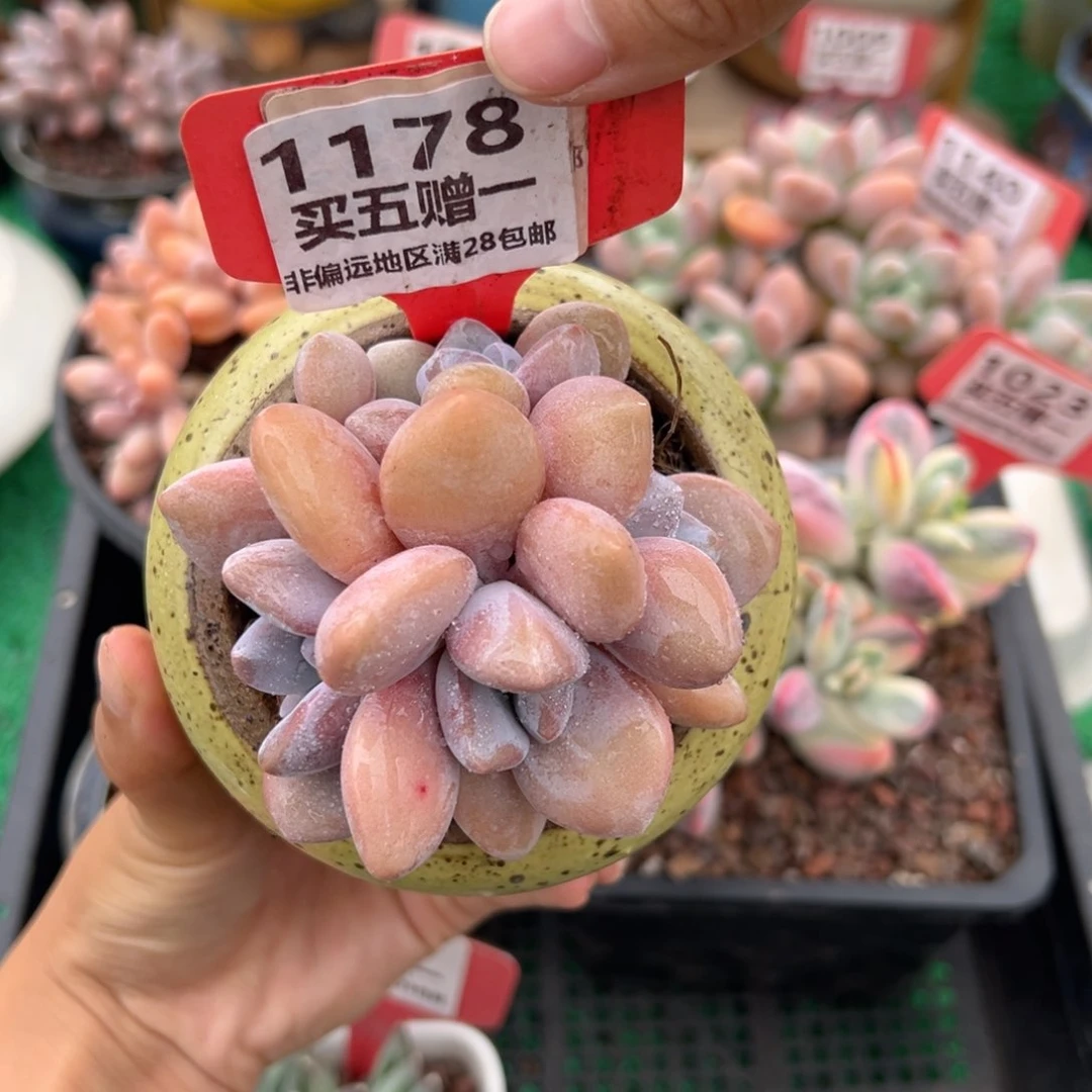 表妹精品多肉1178.