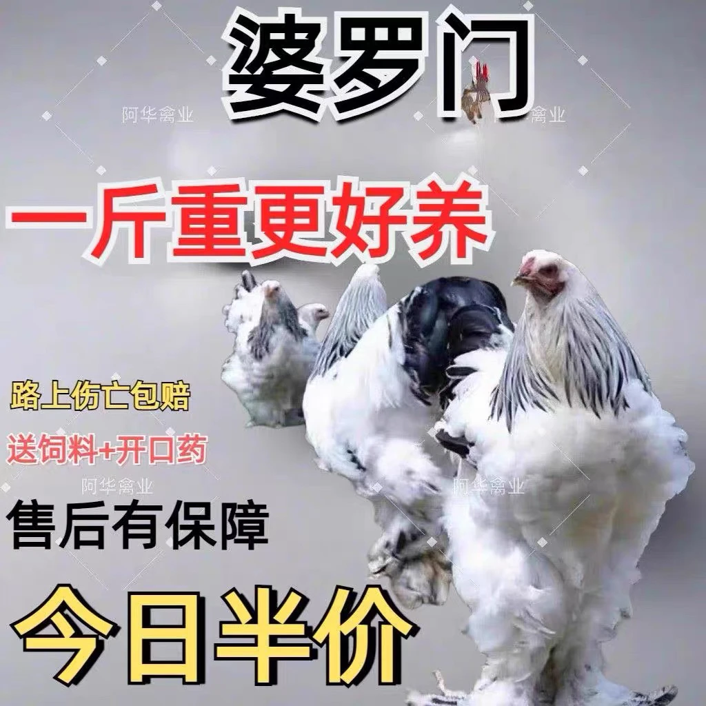纯种婆罗门鸡观赏鸡毛脚鸡大体梵天鸡活体宠物鸡顺丰发货