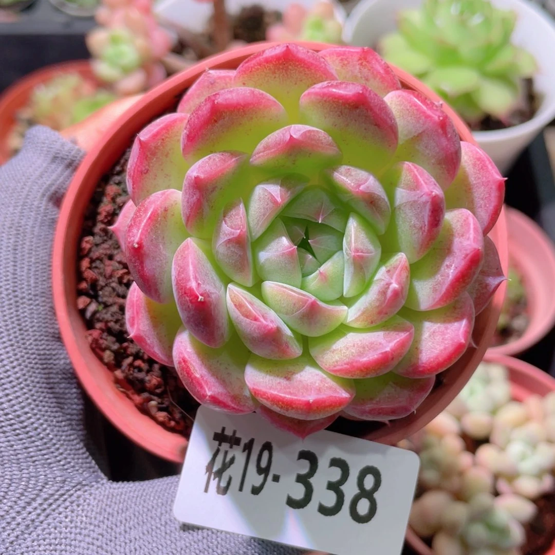 花利美19-338糖心新品