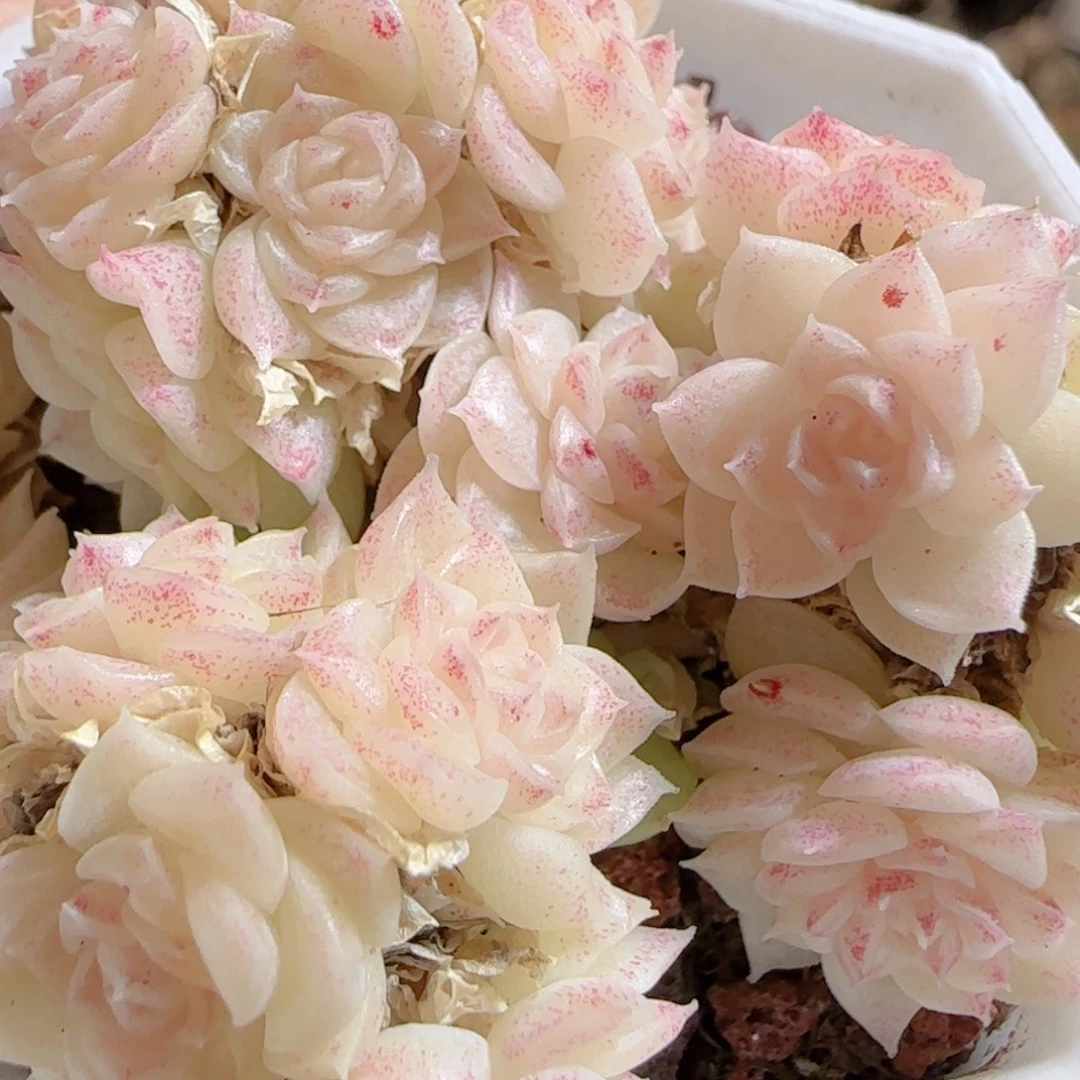 花语多肉0103-58撒