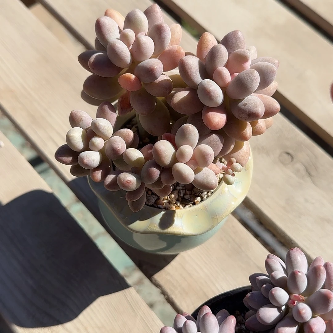 粉色恋人带盆多肉植物