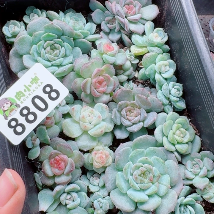 彩****多肉植物多肉植物