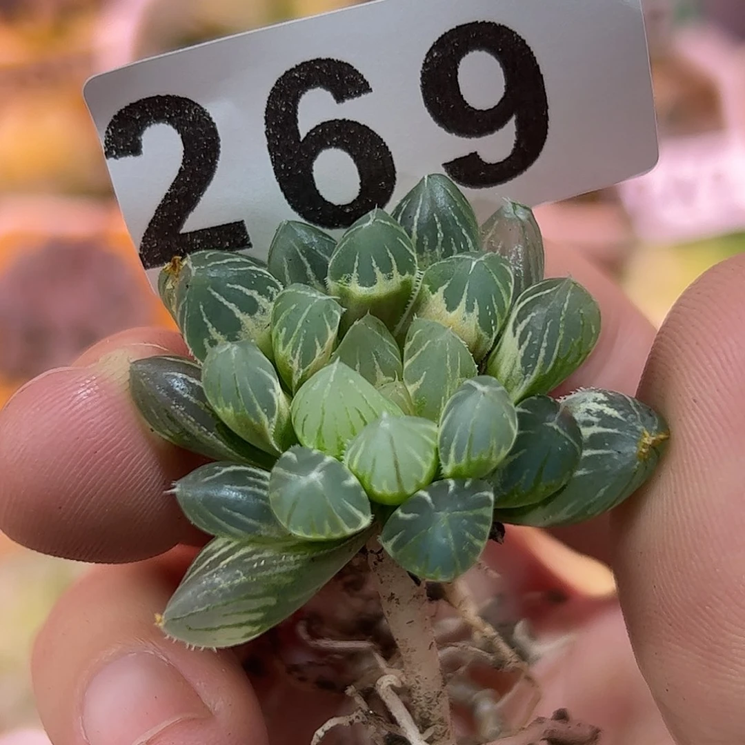 红红火火恍恍惚惚