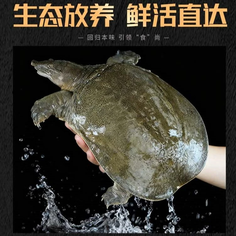 【五年以上】真正的鱼鳖混养生态甲鱼，外塘放养，现捕现发，鲜活直达