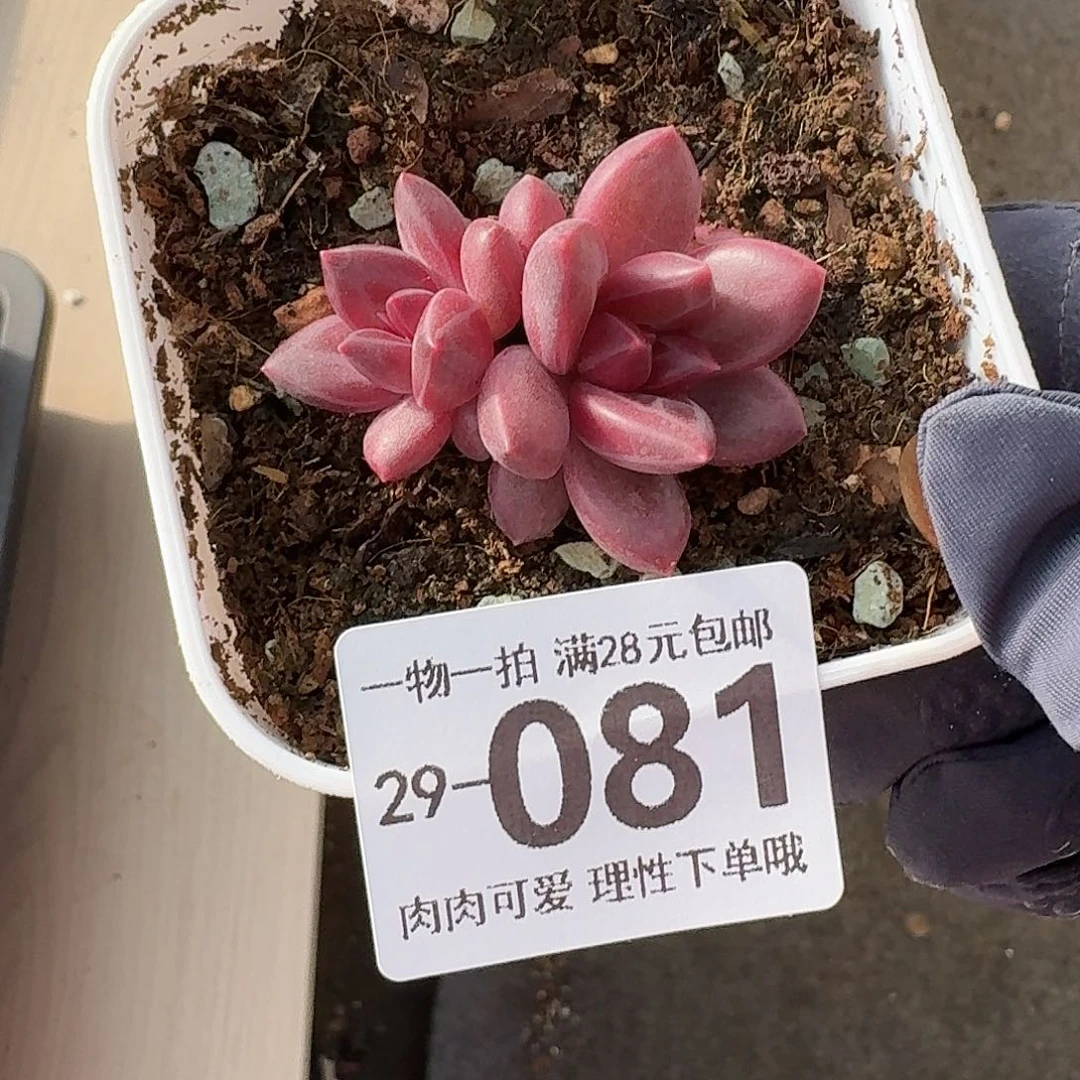 迷雾泡泡无盆土发货