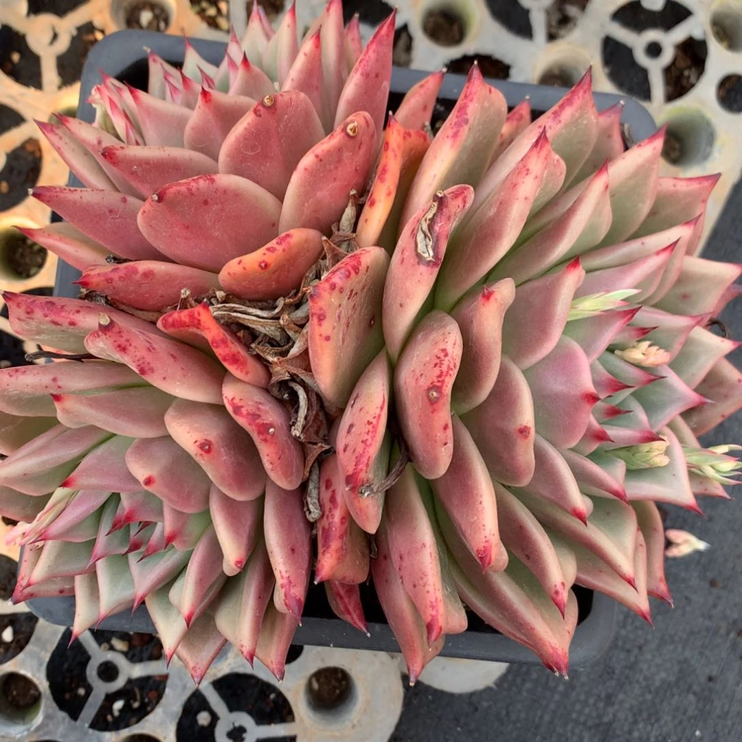 3312有叶伤介意不拍19厘米