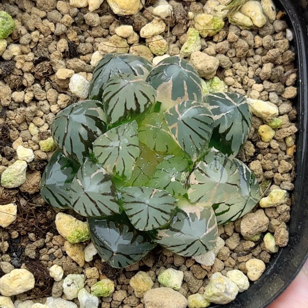 81霓虹灯玉露锦福利专场