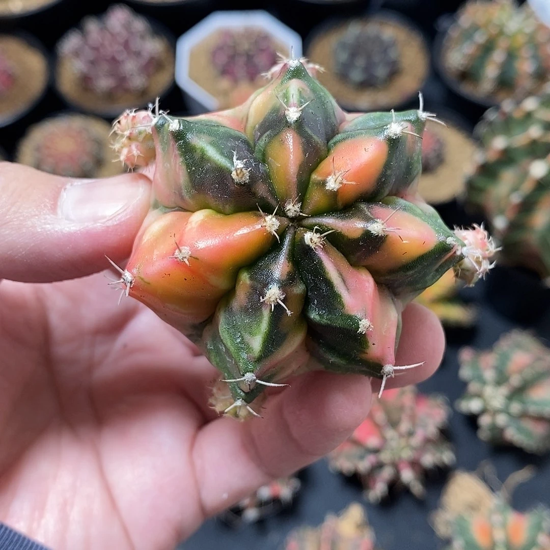 米哈仙人球锦侧芽006