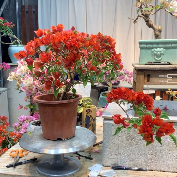 完全开放热火桑巴