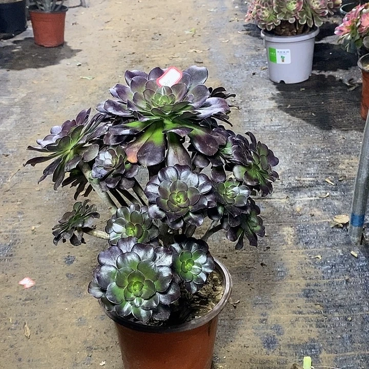 30，黑圆叶245689900009