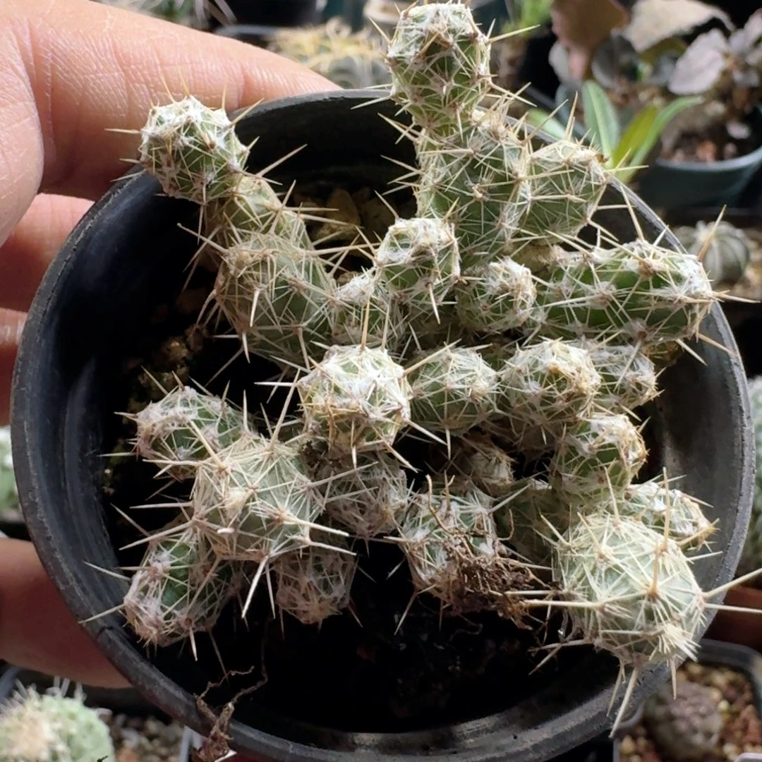 249幽灵团扇脱土发货