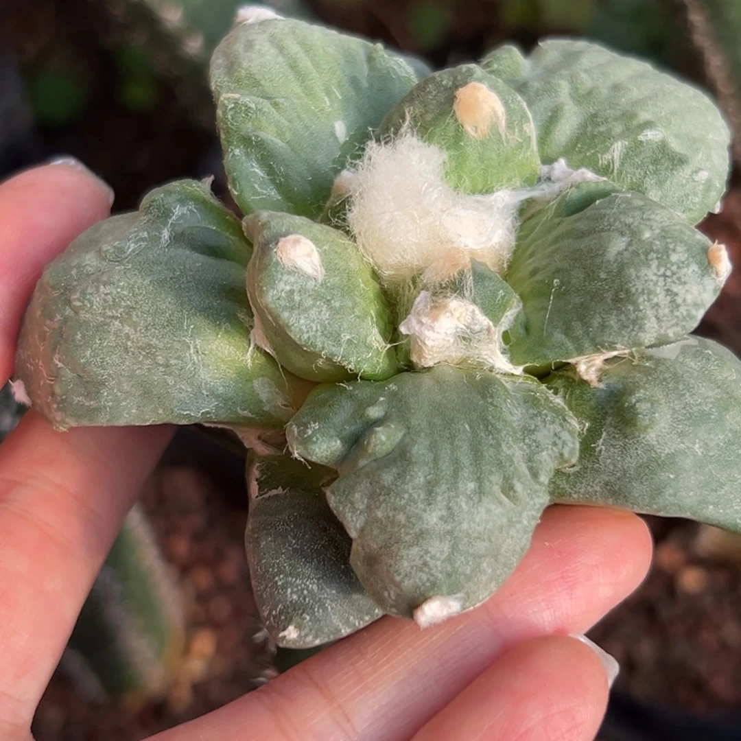 513 仙人球的比赛将