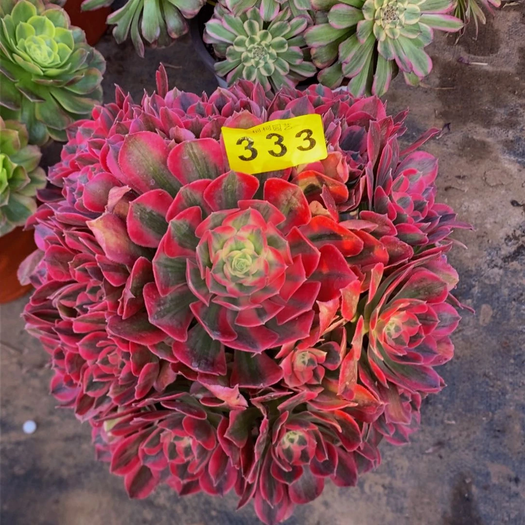 诗*多肉0号0333粉女郎