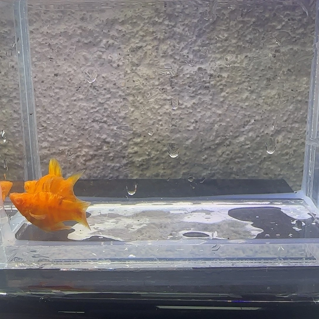 黑玛丽鱼糖果可可。50号