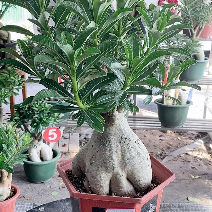 渔***.完全开放沙漠玫瑰