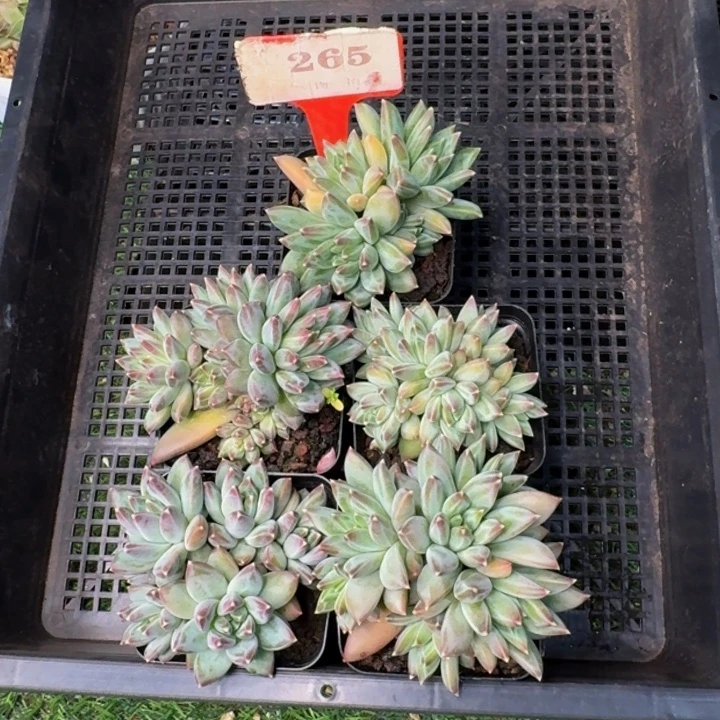 265多肉植物一物一拍