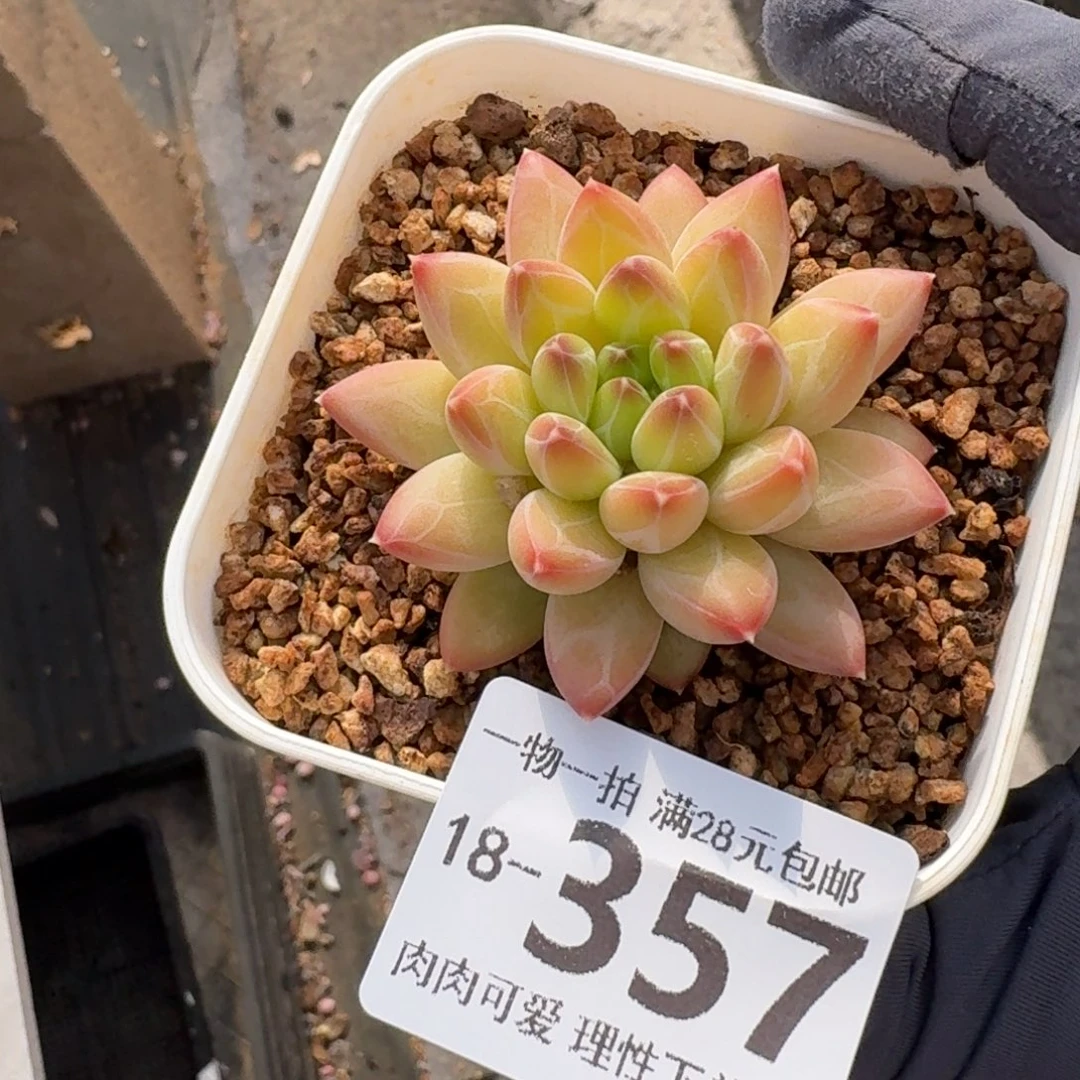 胖体青花瓷无盆无无盆土