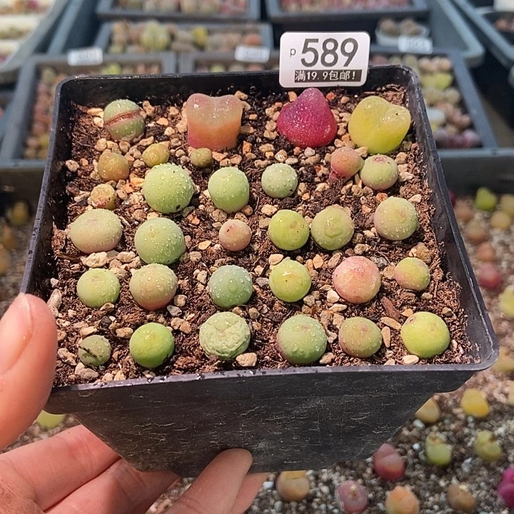大舅生石花肉锥多肉589