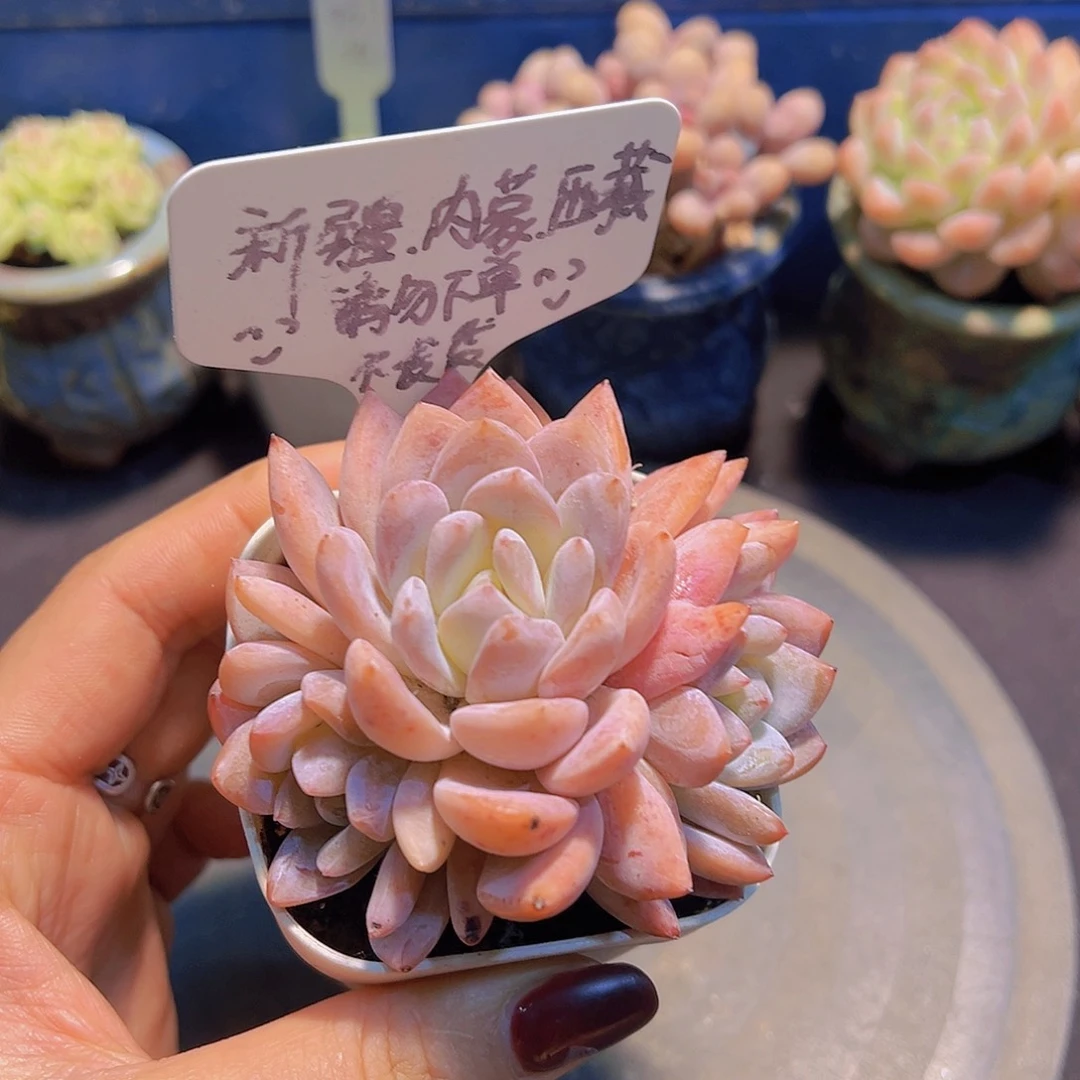 雪天使，多肉植物……