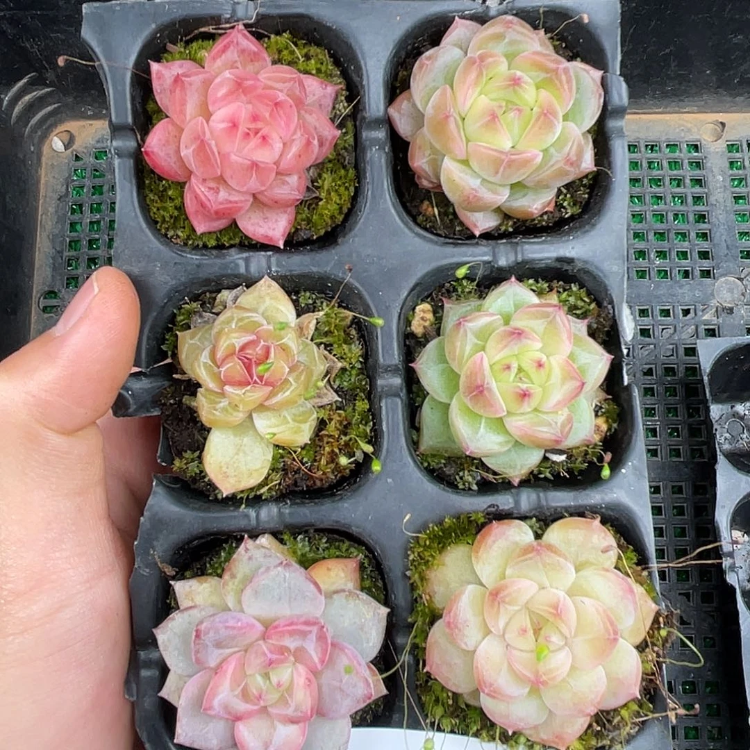 精品多肉一物一拍16-106