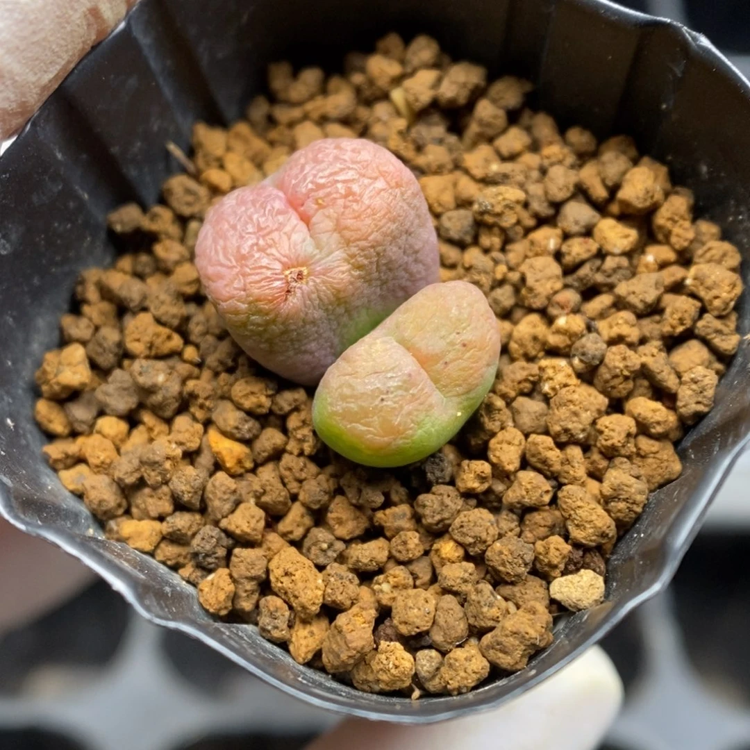 多肉植物K-5219 勋章杂