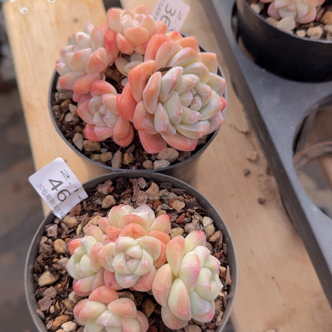 L*.冰玉群两颗脱土发货