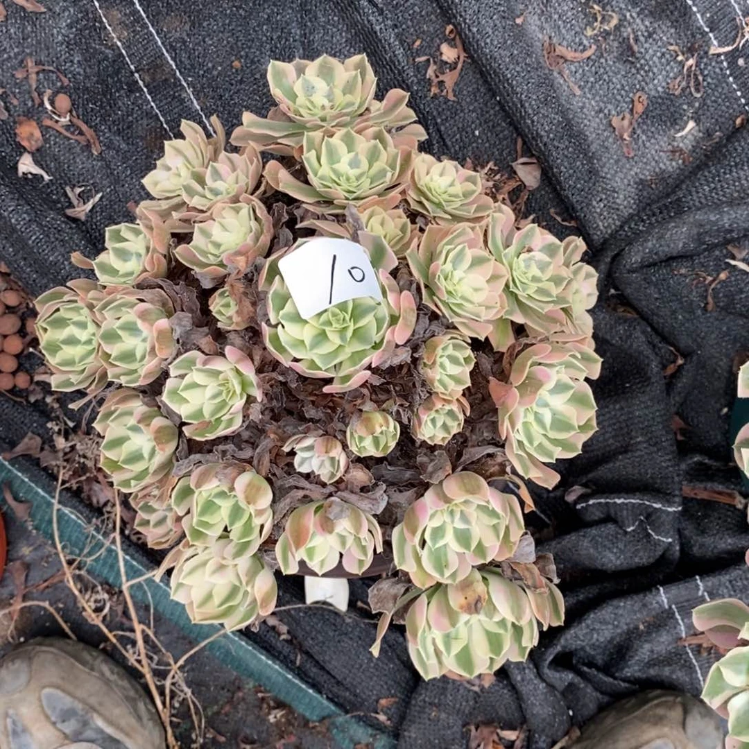 多肉植物组合拼盘10