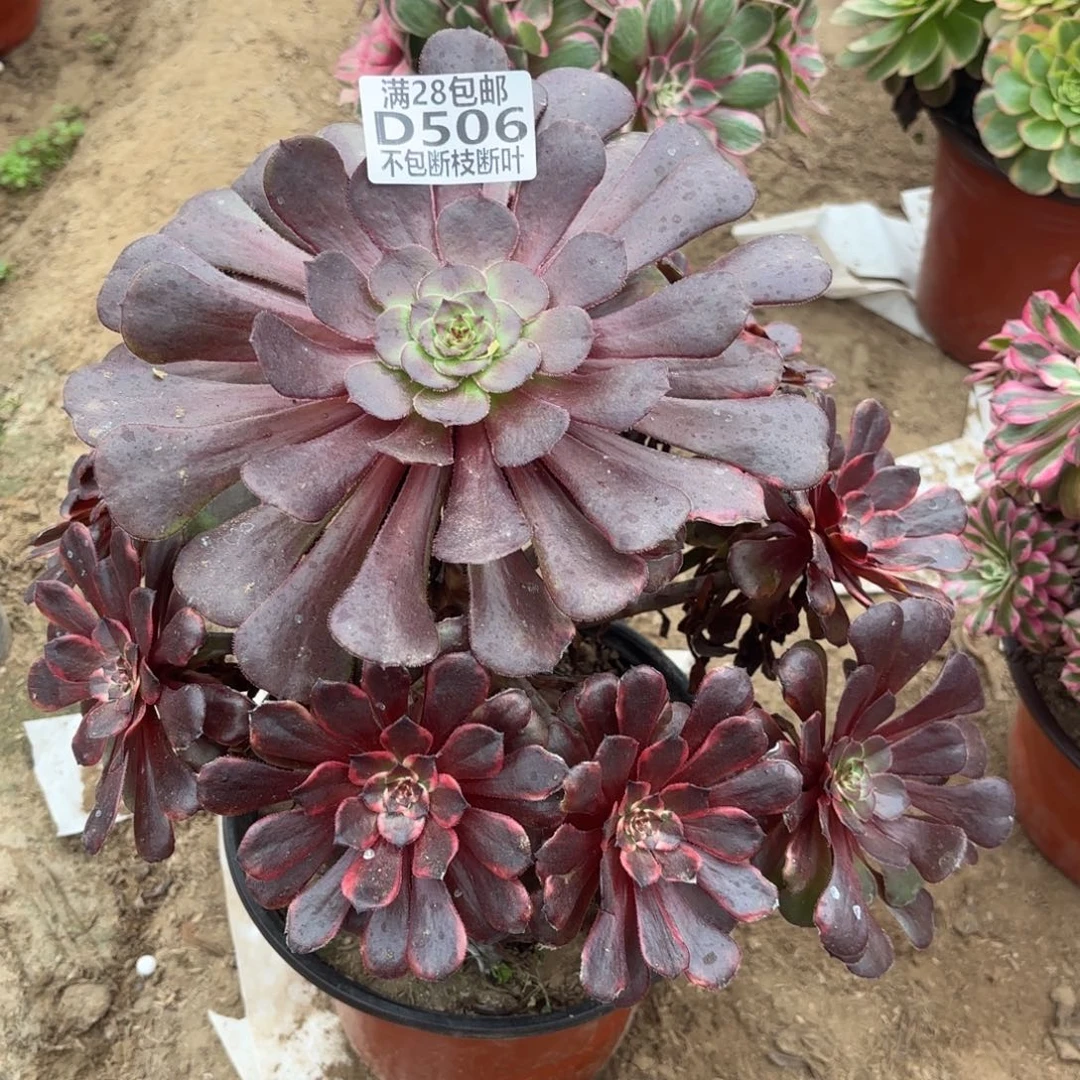 M. 火烧云多肉112236