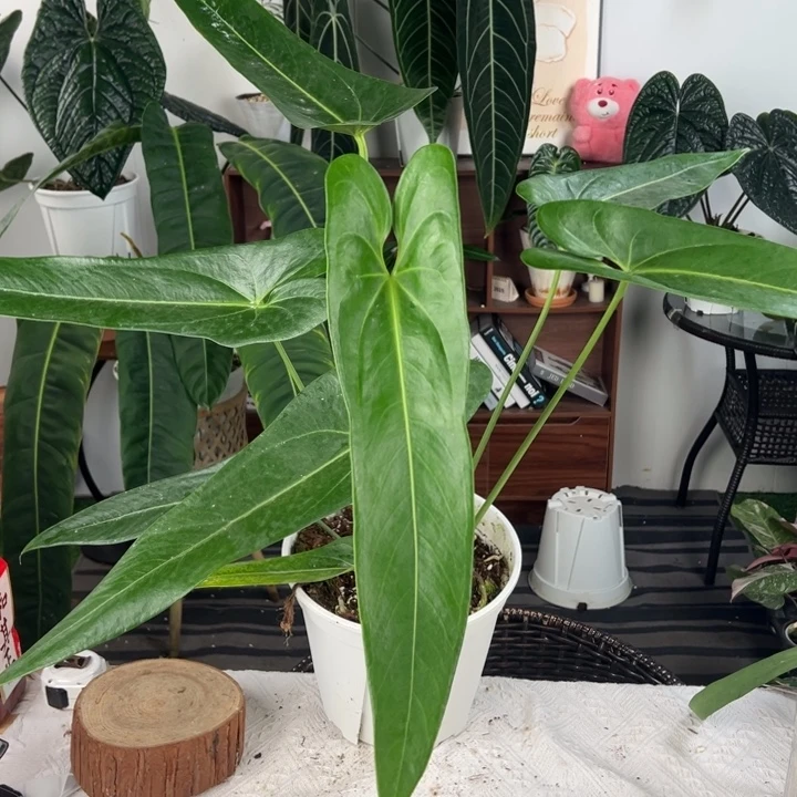 完全开放危地马拉母本