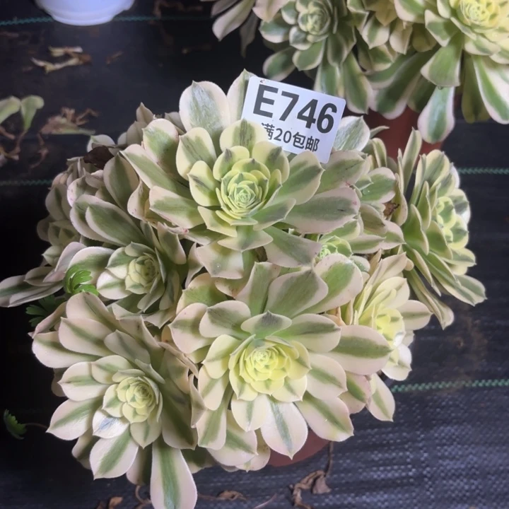 初***天瑞妈一物一拍746不包售后