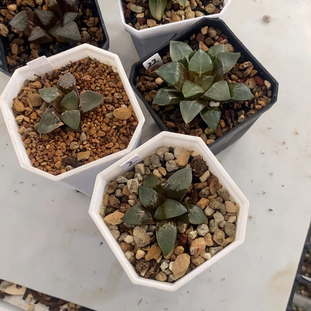 看***丽福利脱土发货5颗多肉