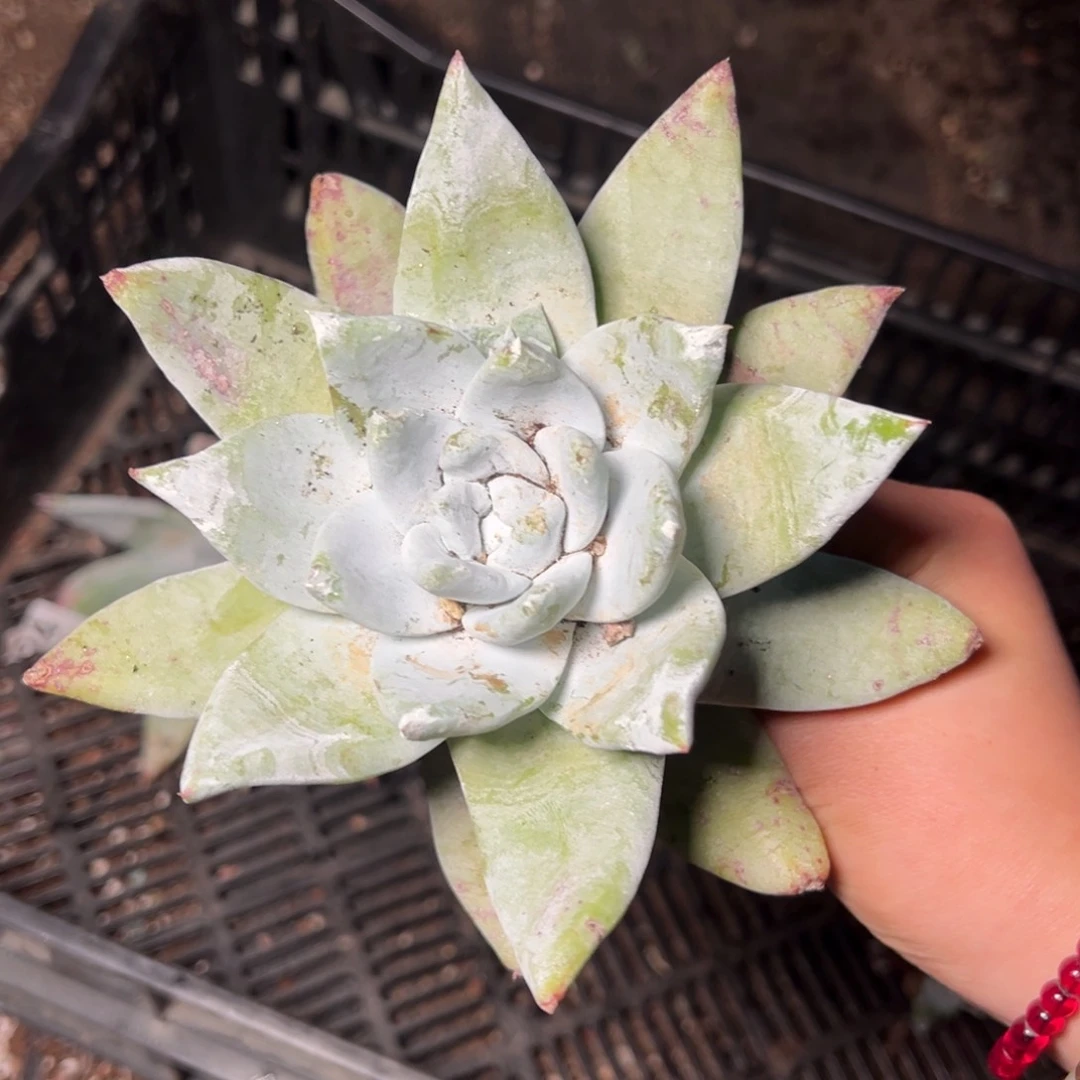 4181哈哈哈哈哈哈哈哈