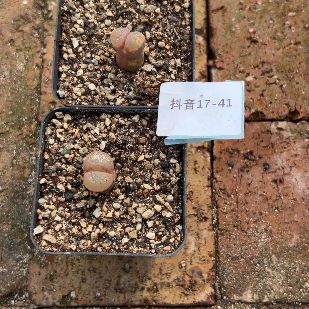 17-41量拍白花帕法德风铃一颗